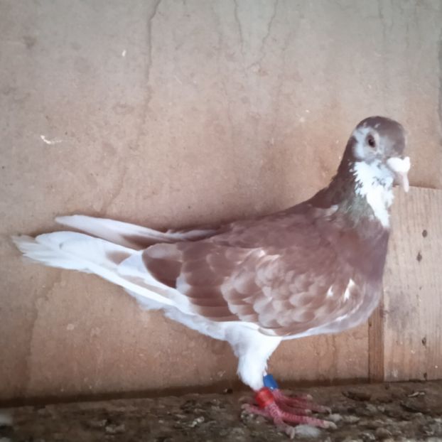 Mascul 22-675.GB...-Gaesti - Porumbei vanduti