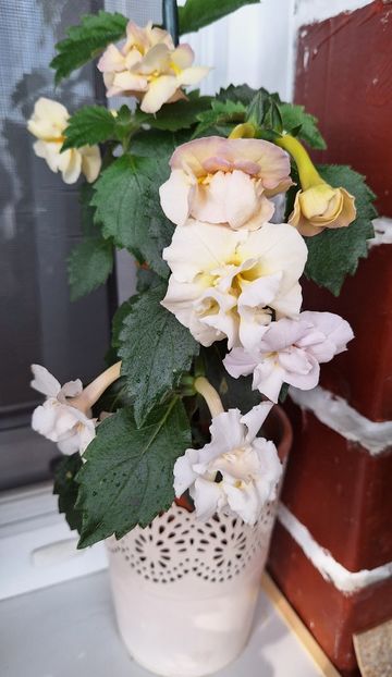 BriD Luisa Maria - 14 Achimenes 2023