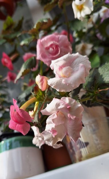 BriD Rosa Maria - 14 Achimenes 2023