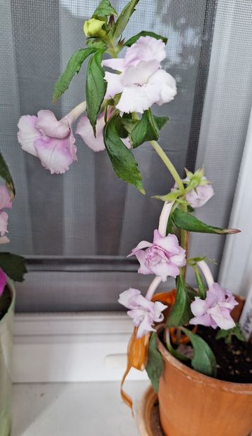 Maria - 14 Achimenes 2023
