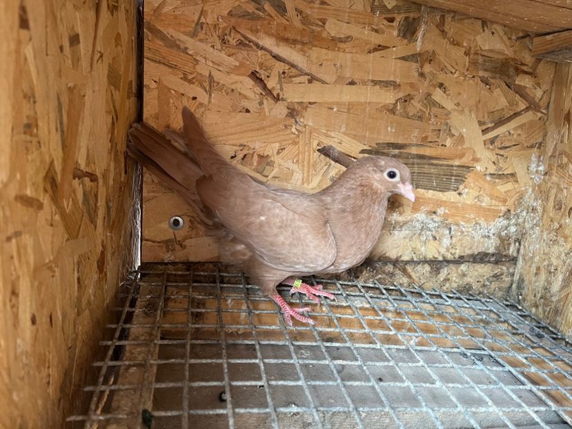 3039/23 - 6-lot zbor 2023