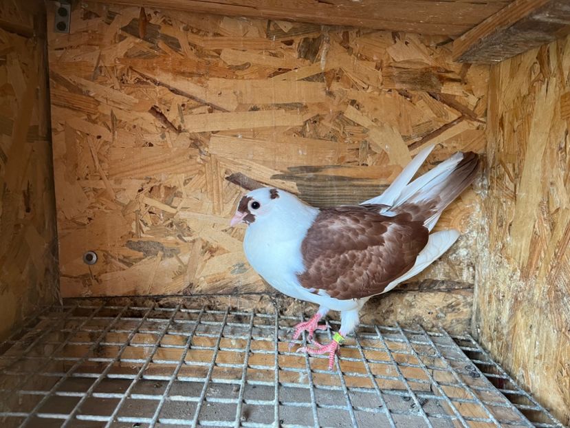 3038/23 - 6-lot zbor 2023