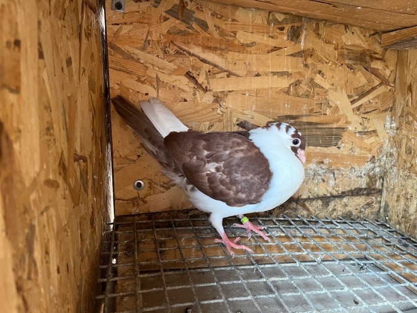 3037/23 - 6-lot zbor 2023