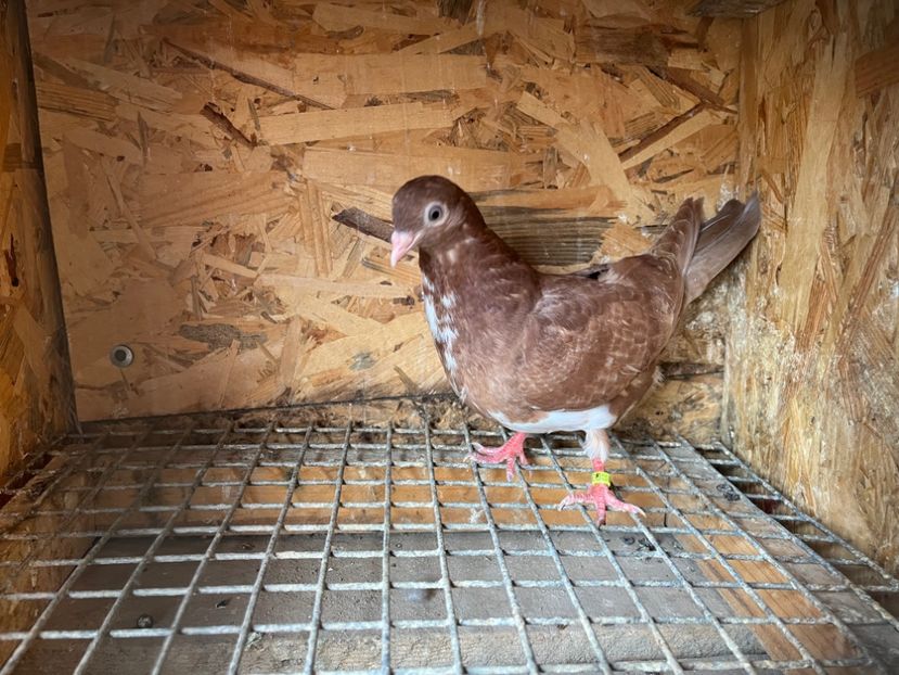 3032/23 - 6-lot zbor 2023