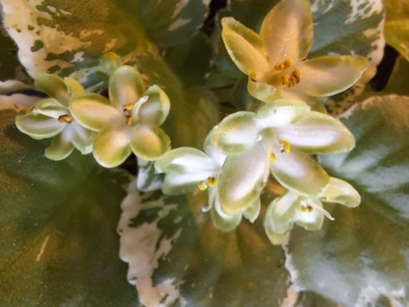  - Violeta Frozen in time