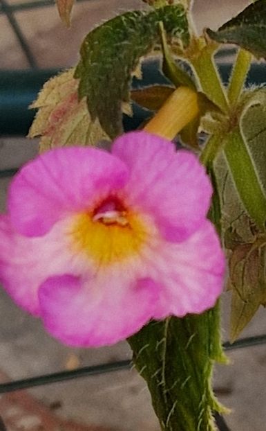 Mesange Blanche - Achimenes 2023