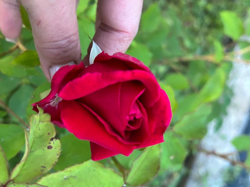  - Florile mele 2023