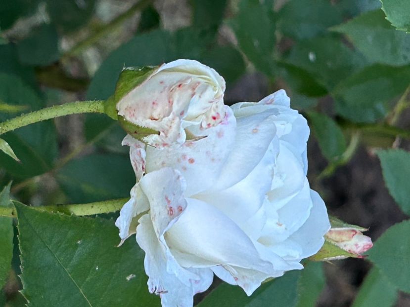  - Florile mele 2023