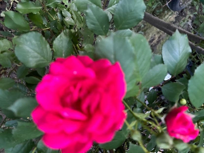  - Florile mele 2023