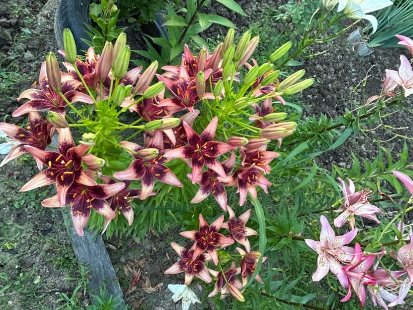  - Florile mele 2023