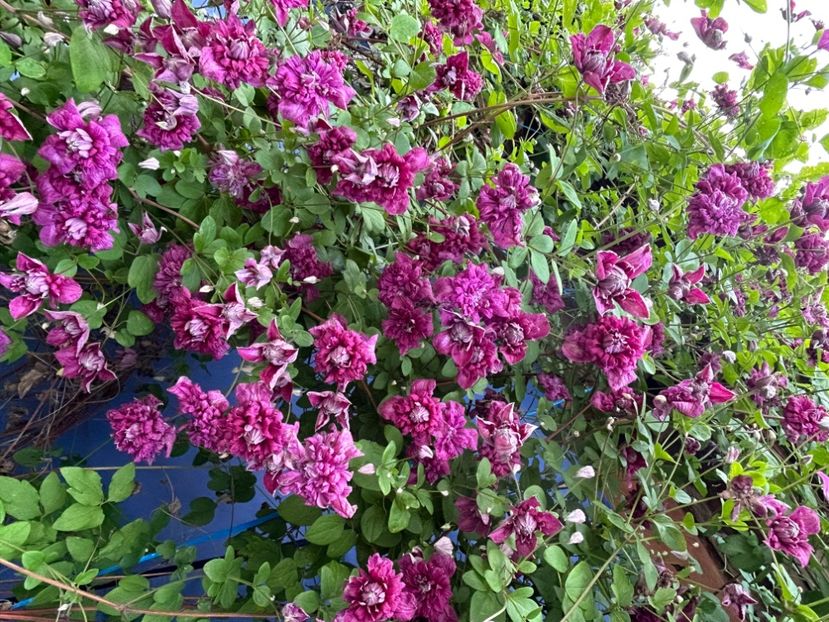  - Florile mele 2023