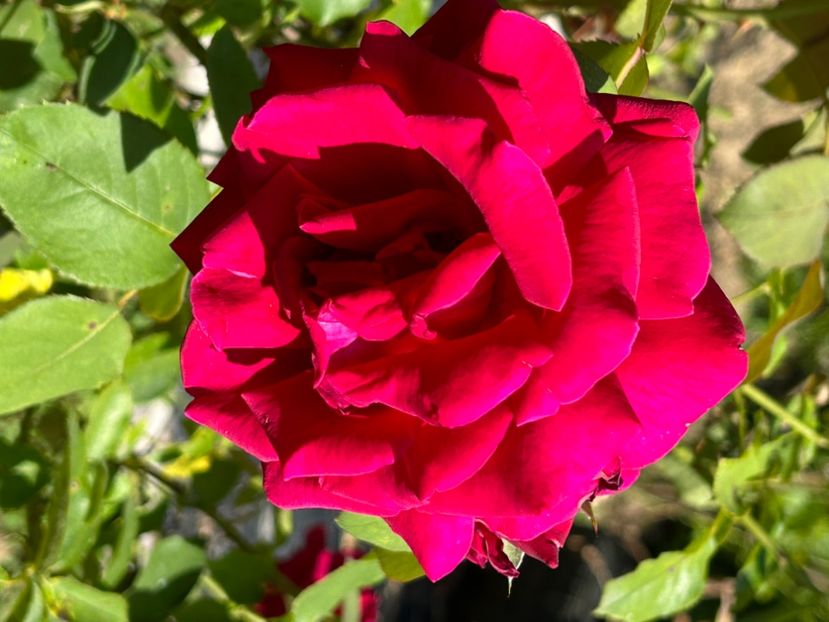  - Florile mele 2023