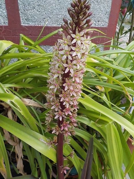  - eucomis