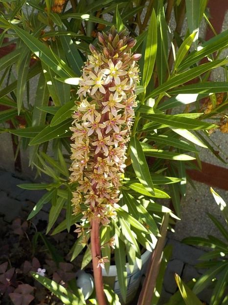  - eucomis