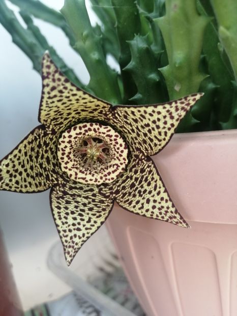  - Stapelia