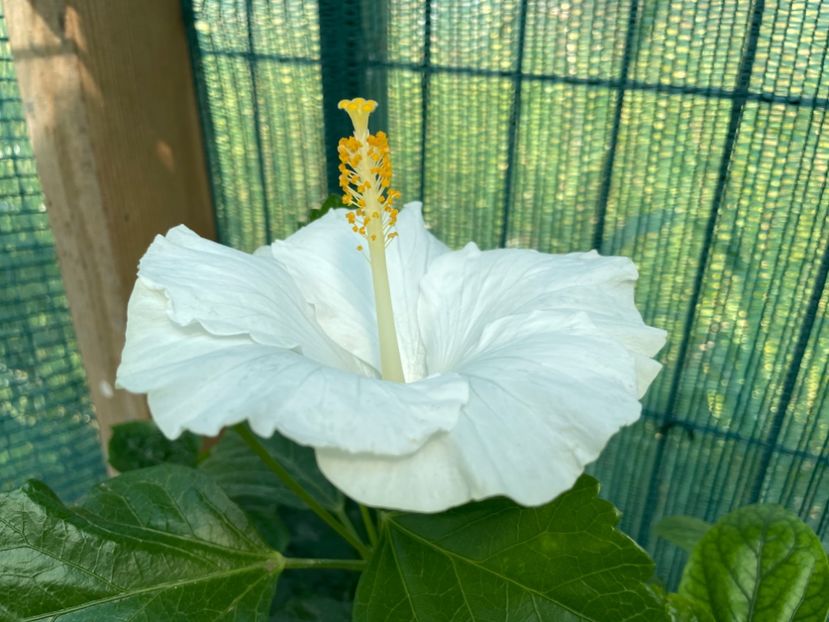 9D849144-C19F-46AE-8C3F-F876816A1AEF - 001 - Hibiscusi