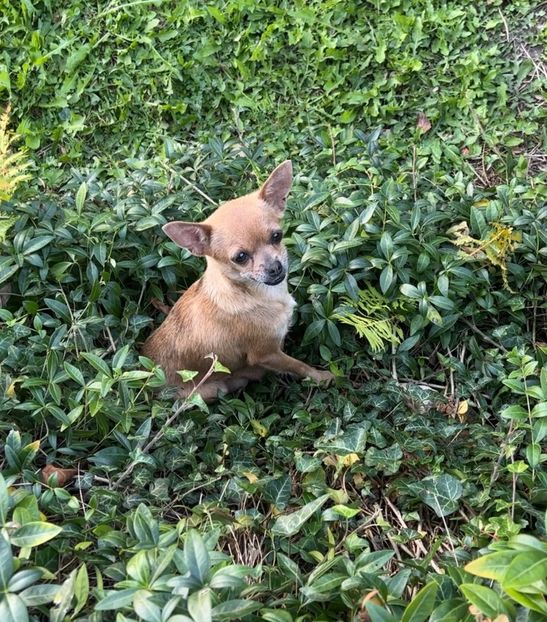 Mama la maro si negri - Catei Chihuahua !