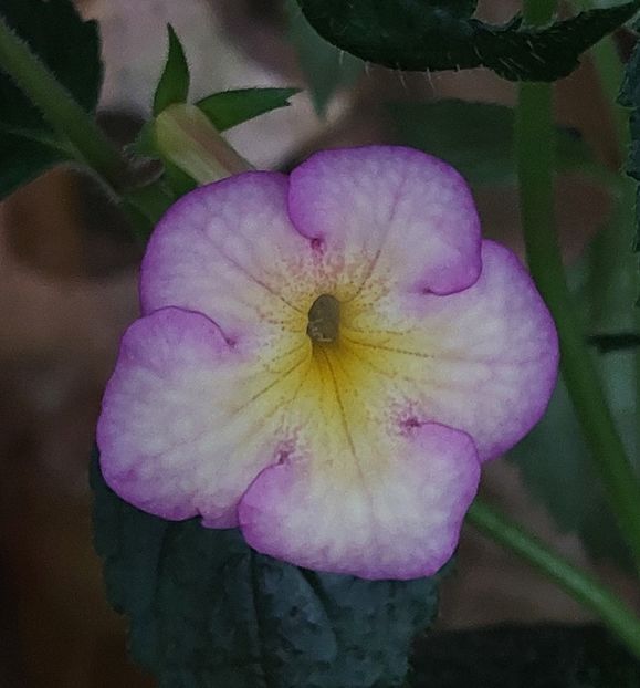  - SWEET GIANT