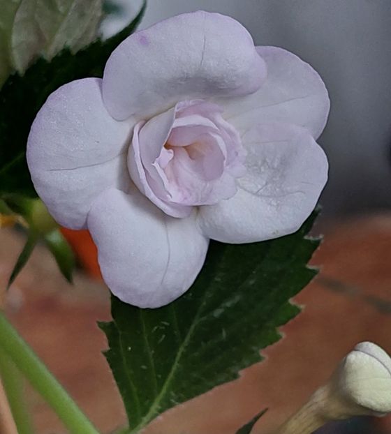  - LAVENDER BLISS