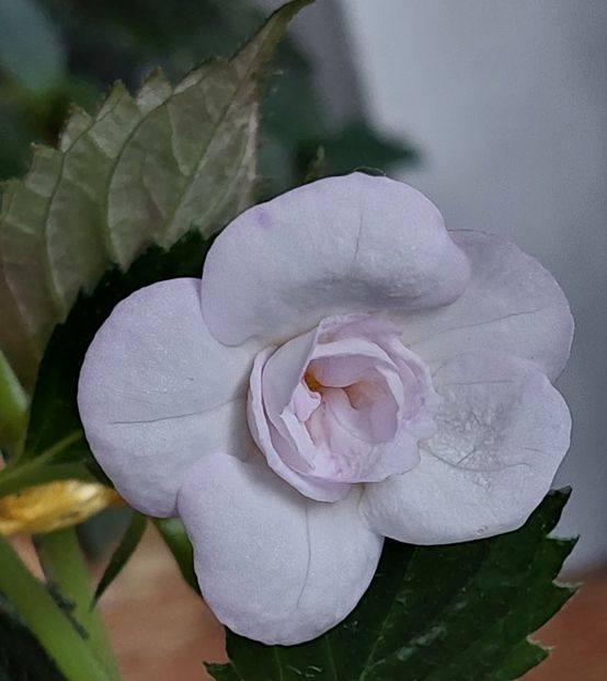  - LAVENDER BLISS