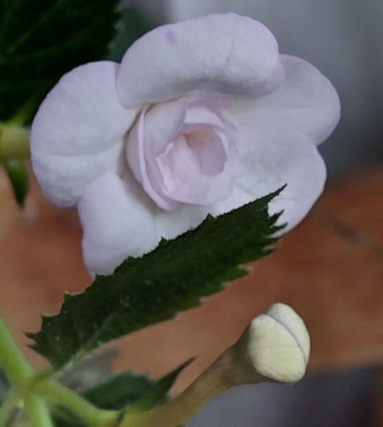  - LAVENDER BLISS