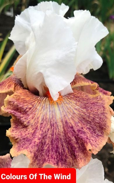  - 2023-Achizitii irisi de la Gabriel Ionita FB