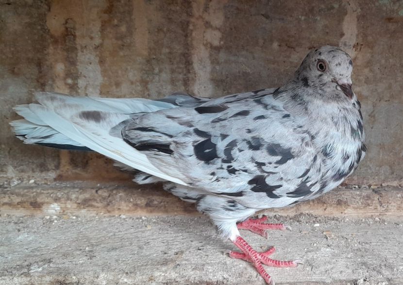  - roller de birmingham