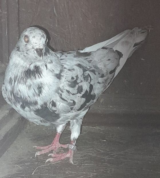  - roller de birmingham