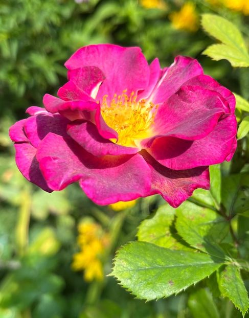 Blawe stadt - Trandafiri 2023 3 2024