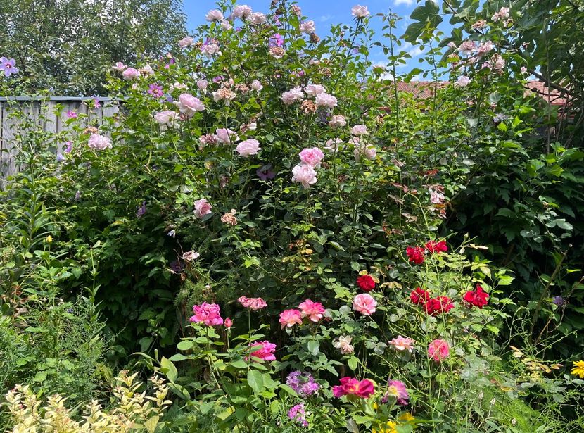 A2401836-4D9C-4517-8B52-F397D0F7ACD5 - Trandafiri 2023 3 2024