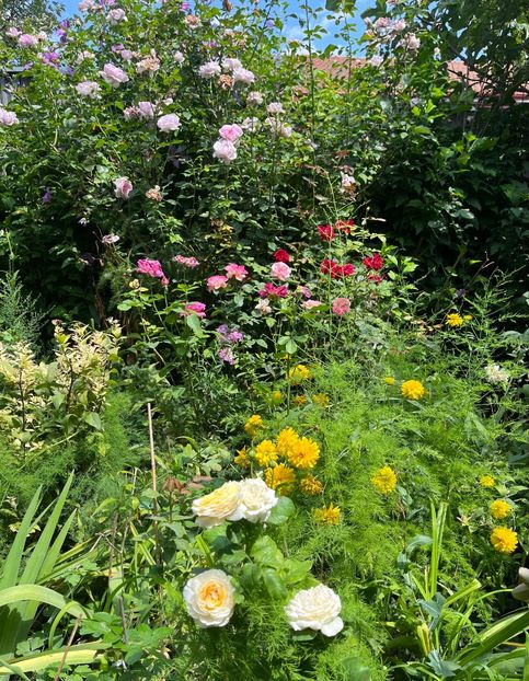 07F9F643-03DF-4E88-BC74-513BD8A0CB92 - Trandafiri 2023 3 2024