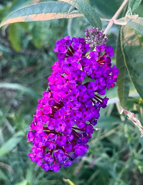 8B31D5AA-35FB-4FA4-90F1-3872BC8273C0 - Arbusti 2017 23 24