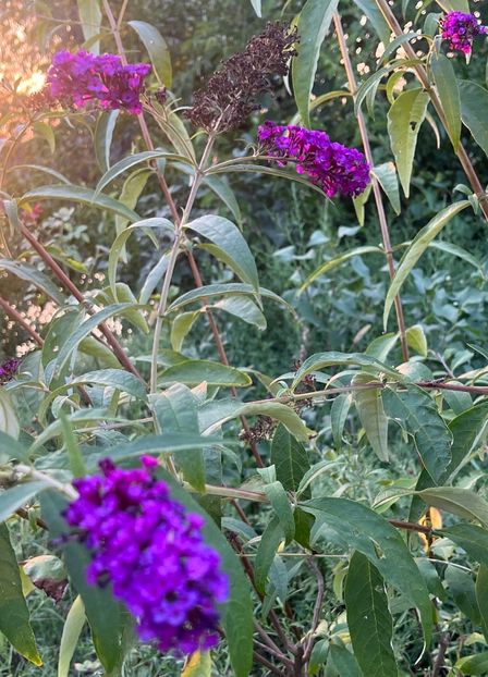 26DCE8D1-0BBF-4E46-AF75-F757A0E306F8 - Arbusti 2017 23 24