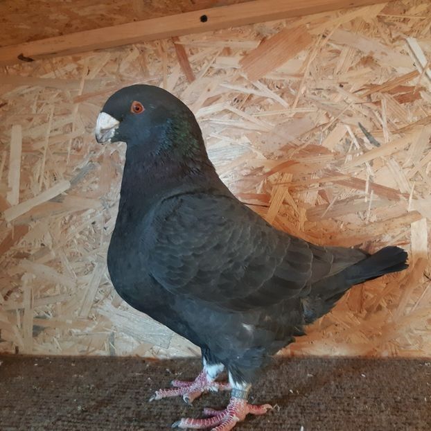  - Porumbei Vânduți