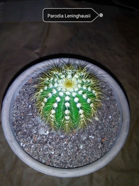 Parodia Leninghauşii - Cactusi