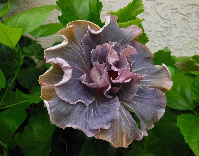  - Asia Lace Princess