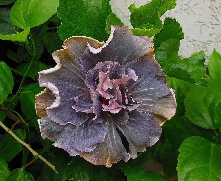  - Asia Lace Princess