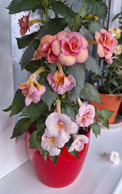Amelia V - 14 Achimenes 2023