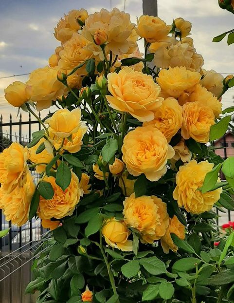 Golden Celebration (tufa) 60 - Toamna 2025
