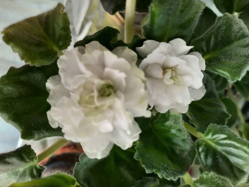  - ZZSpring Rose