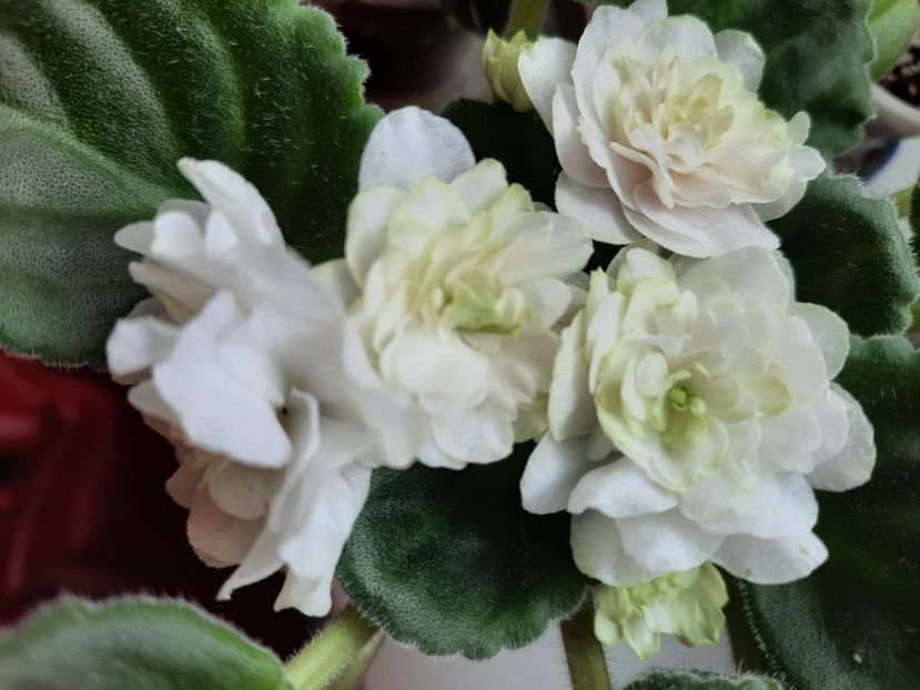  - ZZSpring Rose