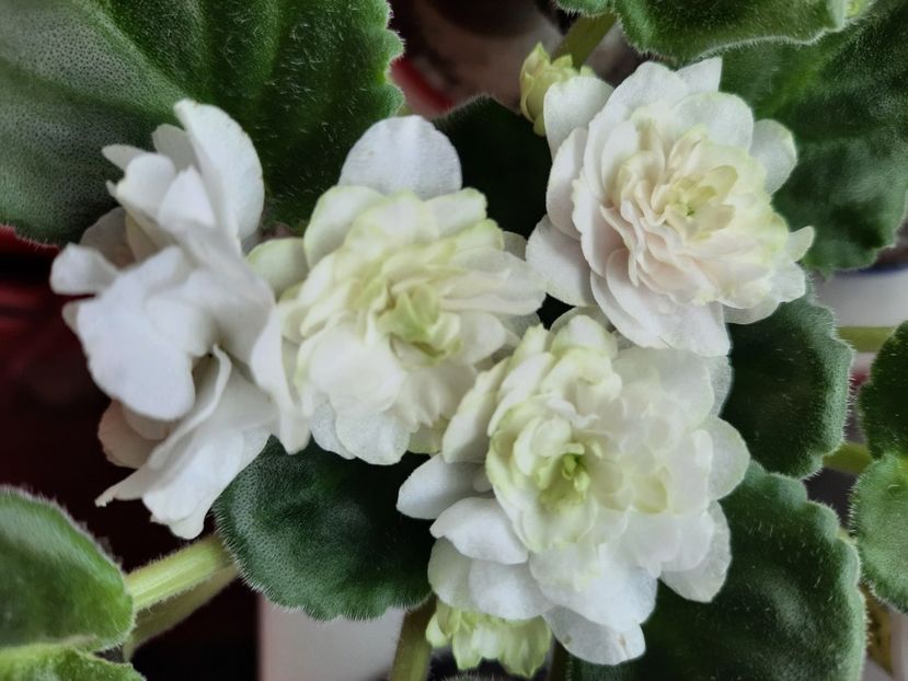  - ZZSpring Rose