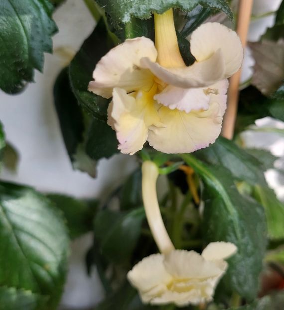  - YELLOW ENGLISH ROSE 2