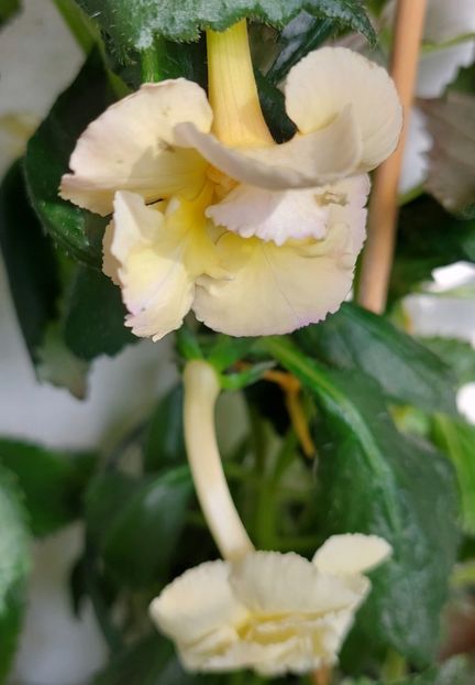  - YELLOW ENGLISH ROSE 2