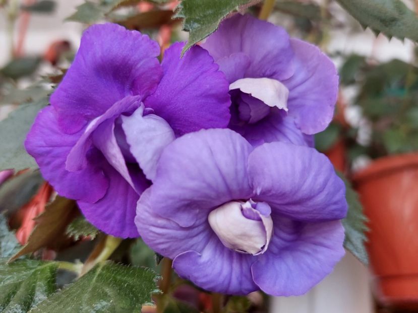  - AAA RIZOMI ACHIMENES DISPONIBILI -2023