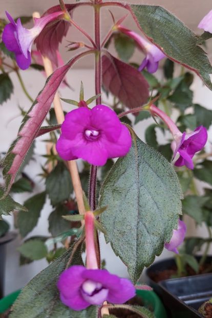  - Violaceea semiplena