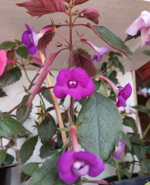  - Violaceea semiplena