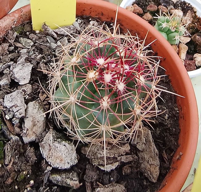 - Thelocactus bicolor subs flavidispinus Texas
