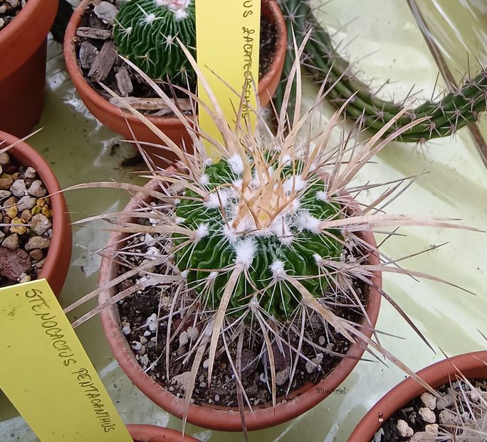  - Echinofossulocactus zacatecasensis xlloydii