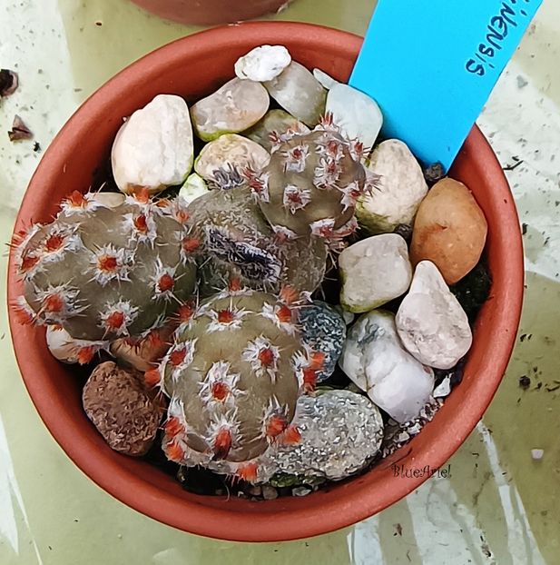 - Tephrocactus molinensis Red Glochids